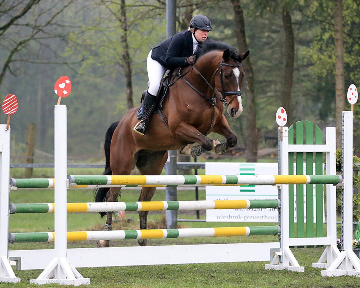 Springpferd Caliskan 3 (Westfale, 2010, von Coronas 2)