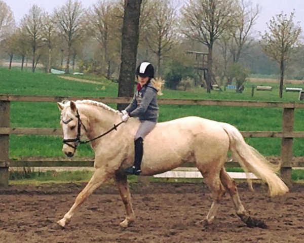 broodmare Immenmoor Venja (German Riding Pony, 2006, from Day of Whisper) broodmare Immenmoor Venja (German Riding Pony, 2006, from Day of Whisper)