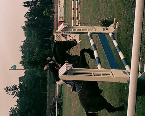 jumper Neptun 83 (German Warmblood, 1993, from Unbekannt)
