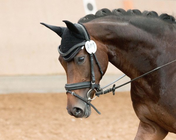 dressage horse Fräulein Finja (Westphalian, 2010, from Fifty Cent)