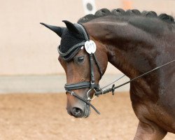 dressage horse Fräulein Finja (Westphalian, 2010, from Fifty Cent)