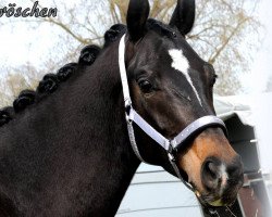 dressage horse Dornröschen 194 (Bavarian, 2011, from Disco-Boy)