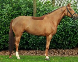 Dressurpferd Bailey 78 (Hannoveraner, 2010, von Brentano II)