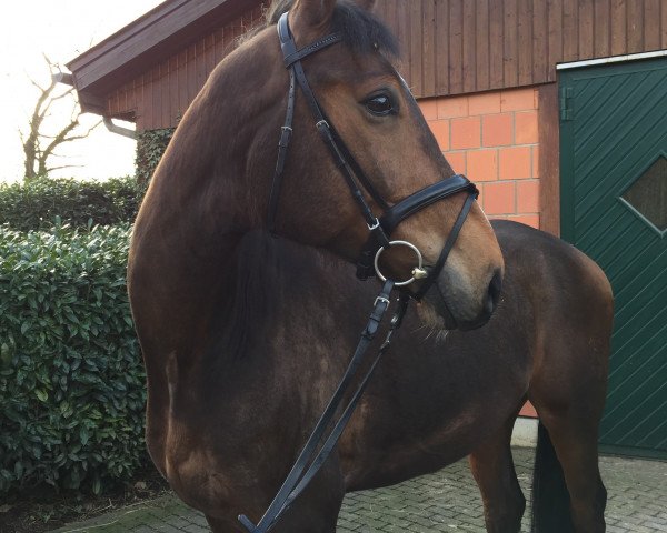 horse San Tzu (Hanoverian, 2011, from Sir Calypso)