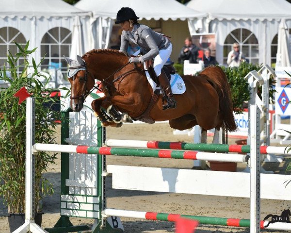 Springpferd Coerly Sue (Deutsches Sportpferd, 2008, von Chap 47)