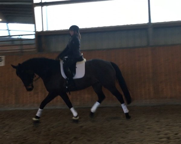 jumper Schmuckstück 6 (Hanoverian, 2011, from Silberschmied)