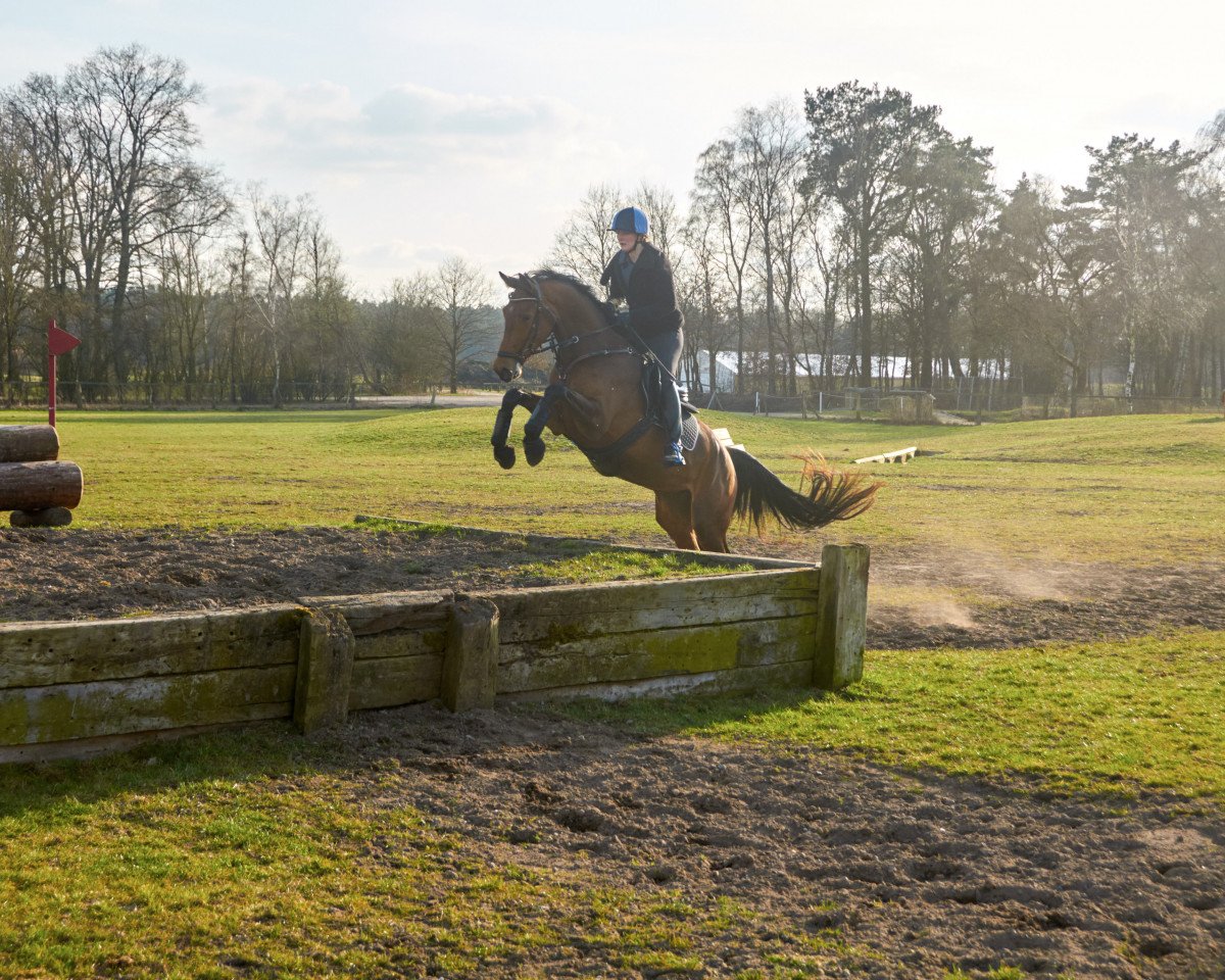 jumper Casskenia S (German Sport Horse, 2013, from Casskeni II)