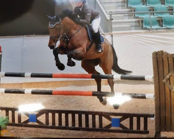 jumper Delano (KWPN (Royal Dutch Sporthorse), 2008, from Lavaletto)