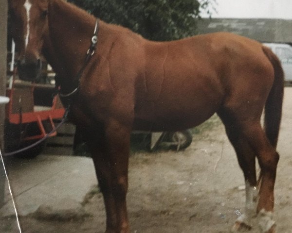 broodmare Thea (Mecklenburg, 1979, from Trafaret)
