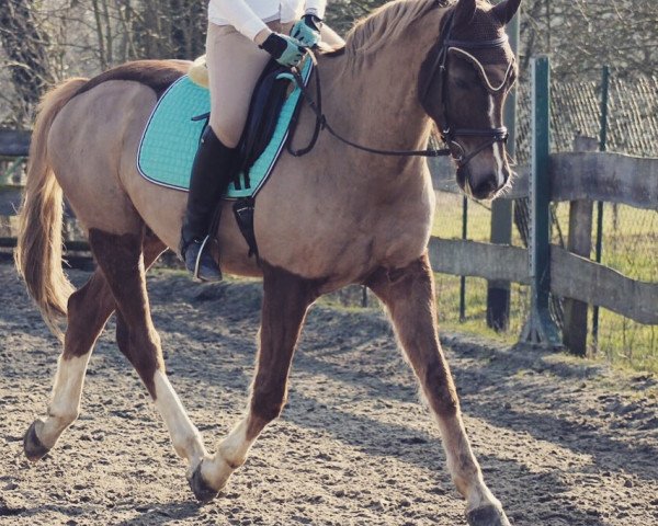dressage horse Meckentosh (Westphalian, 2003, from Medici)