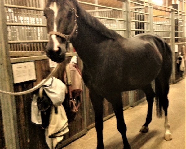 Pferd Firestone (Deutsches Sportpferd, 2010, von Fanfani 4)