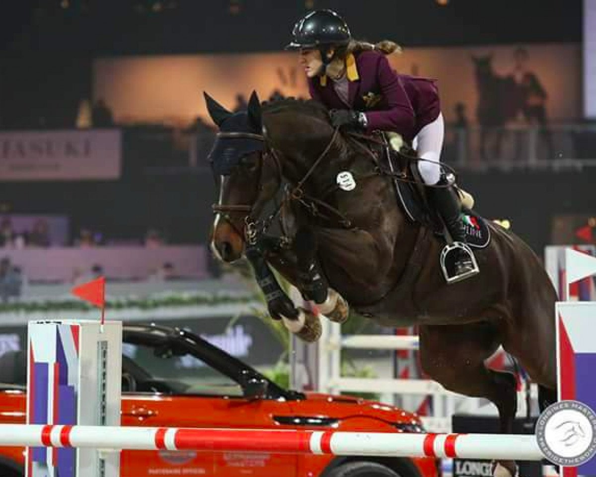 Skokan Donna (KWPN (Nizozemský teplokrevník), 2008, od Vigaro)