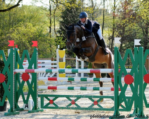 jumper Cara Mia R (German Warmblood, 2009, from Coronas 2)