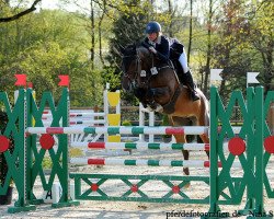jumper Cara Mia R (German Warmblood, 2009, from Coronas 2)