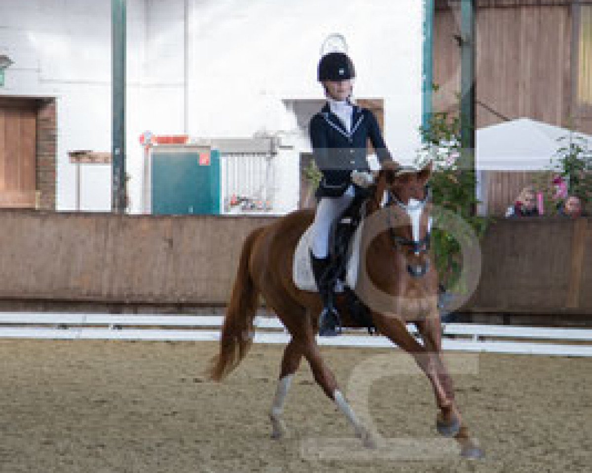 Zuchtstute Perfect Match VEC WE (Deutsches Reitpony, 2011, von Power and Paint)
