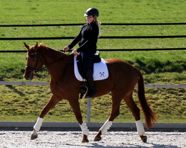 dressage horse Lolita (Hanoverian, 2009, from Le Rouge 7)