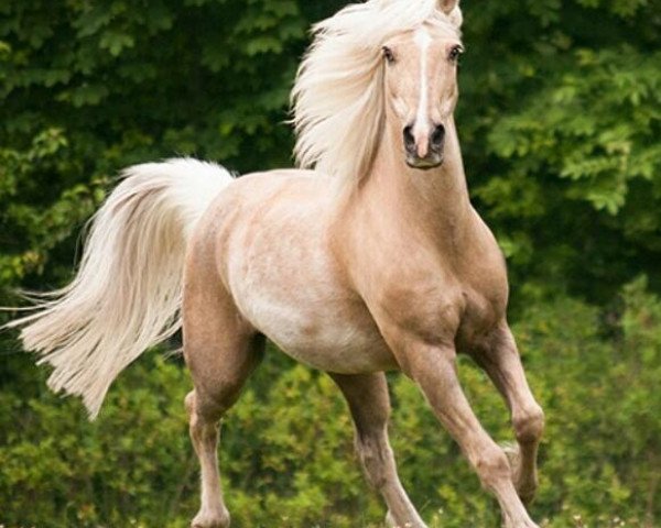Pferd Esprit S (Deutsches Reitpony, 1997, von Eldorrado)