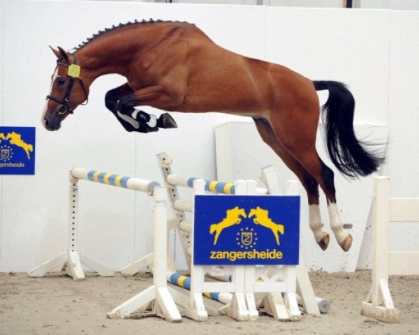 stallion Figaro de La Vie (Belgian Warmblood, 2005, from Berlin)