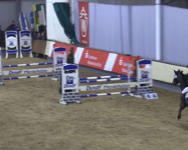 Reitturnier Münster-Handorf 2018