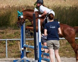 Dressurpferd Marvin KR (Welsh Pony (Sek.B), 2002, von Bronheulog Royal Minstrel)