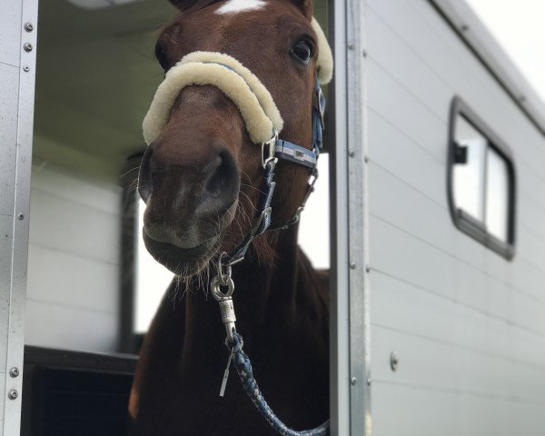 dressage horse Feiner Fred Feuerstein (Oldenburg, 2010, from Fidertanz)