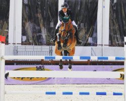 stallion Filou (Belgian Warmblood, 2005, from Muscaris D'Ariel)