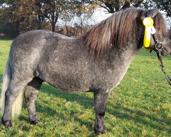 stallion Weshorns Ibo (Shetland Pony, 2014, from Indio)