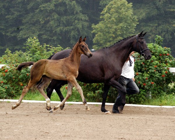 broodmare Sinfonie L (Trakehner, 1994, from Kostolany)