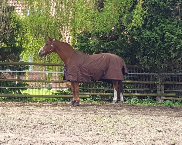dressage horse Wallaby 83 (Hanoverian, 1999, from Weltmeyer)
