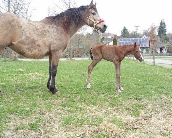 Pferd Shahim (Deutsches Reitpony, 2017, von Said ox)