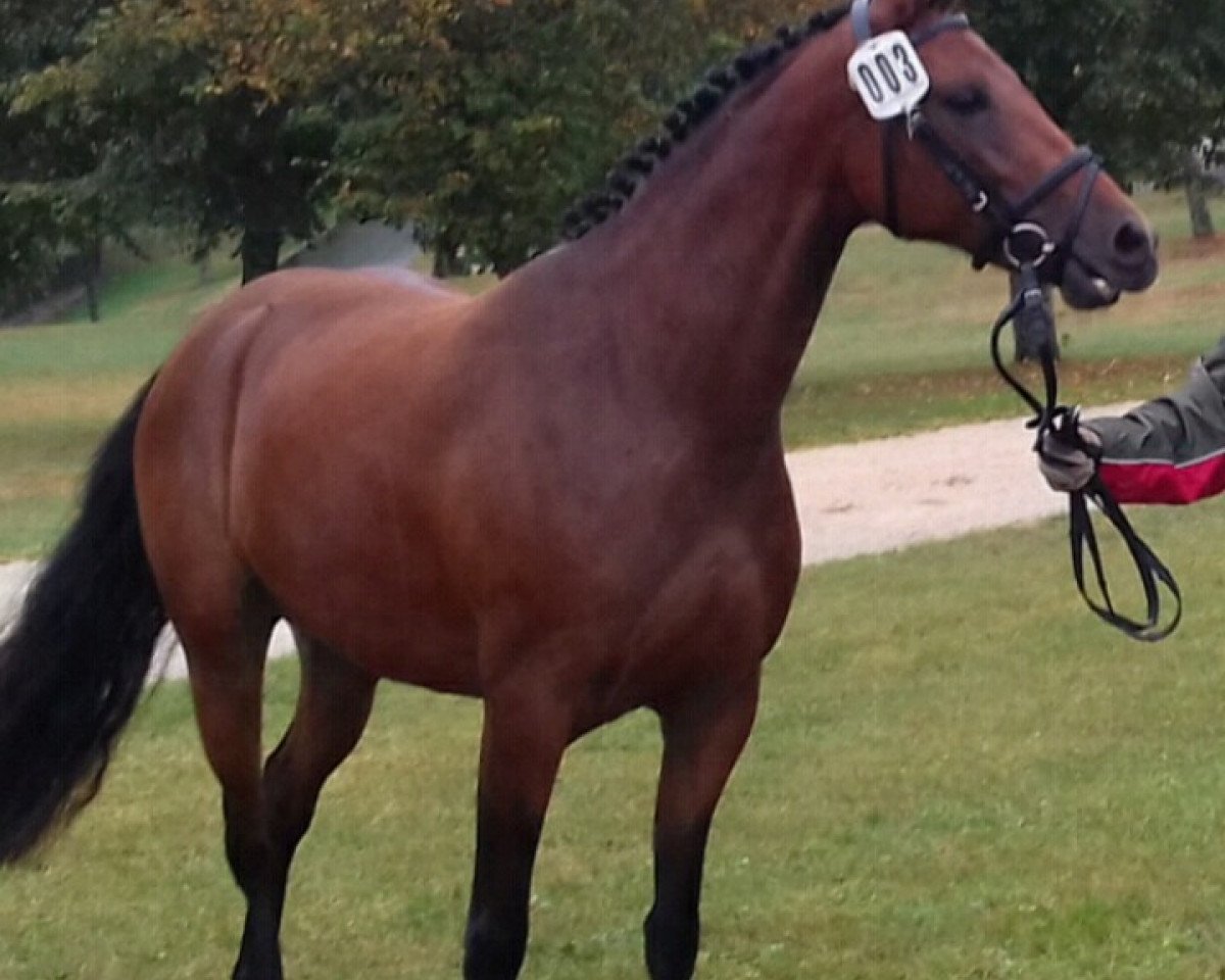 Pferd Aurelia (Deutsches Reitpony, 2014, von Haddaway 2)