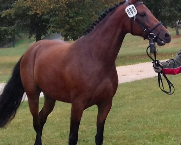Pferd Aurelia (Deutsches Reitpony, 2014, von Haddaway 2)