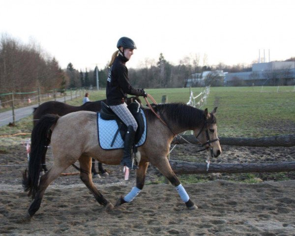 Zuchtstute Amina (Deutsches Reitpony, 1996, von Amarillys Sensation D)