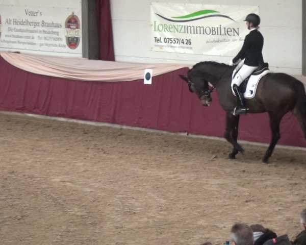 Reitturnier Eppelheim 2019