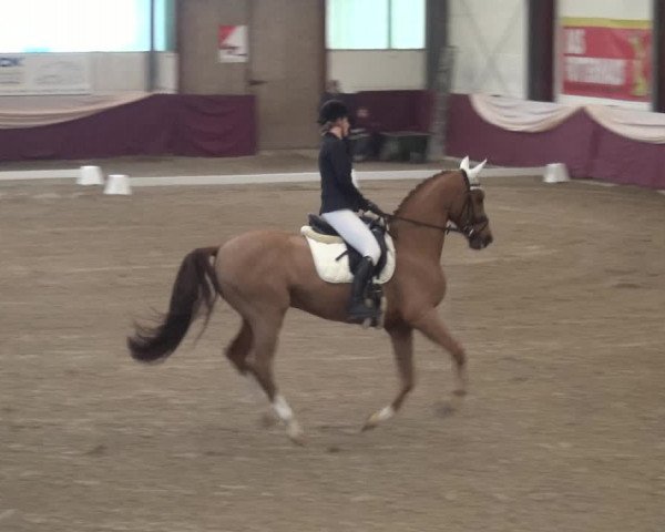 Reitturnier Eppelheim 2019