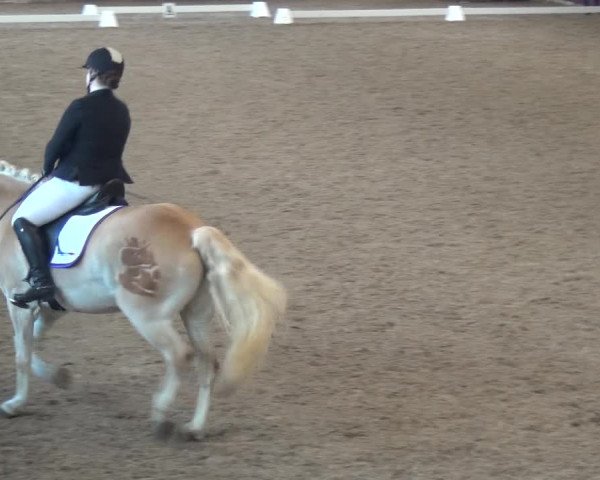 Reitturnier Eppelheim 2019