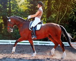 Dressurpferd Wild Cookie (Oldenburger, 2008, von World of Dreams)