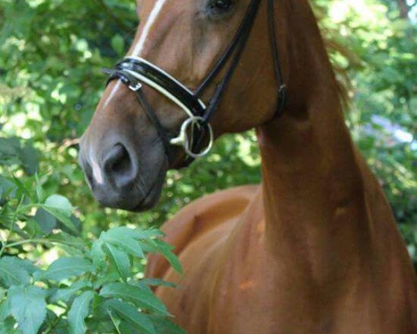 jumper Wenezuela (Hanoverian, 2001, from White Magic)