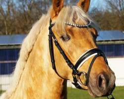 Dressurpferd Nordlicht 58 (Deutsches Reitpony, 2013, von Nacromancer inthe dark)