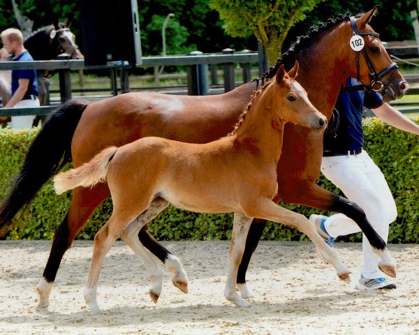 Dressurpferd Compliment (Deutsches Reitpony, 2016, von Dimension AT NRW)
