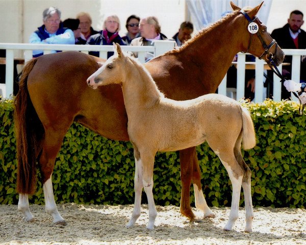 dressage horse Golden Diva (German Riding Pony, 2015, from The Braes My Mobility)