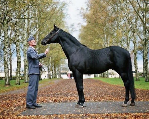 Deckhengst Don Corleone xx (Englisches Vollblut, 1992, von Caerleon xx)