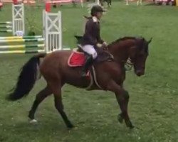 Springpferd Fric Frac CH (Schweizer Warmblut, 2010, von Fakir des Bruyères)