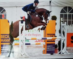 dressage horse Quantico 22 (Westphalian, 2013, from Quotenkoenig 2)