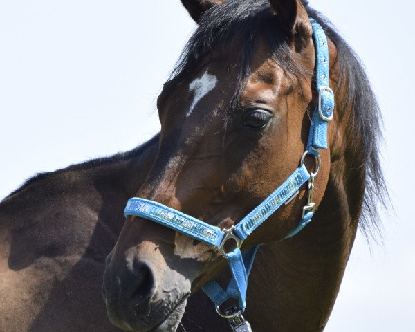 horse Akistano xx (Thoroughbred, 2005, from Akhisar xx)