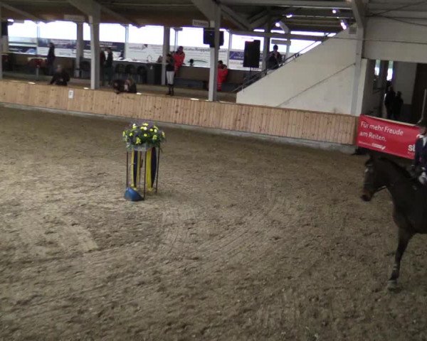 Reitturnier Vreden 2019