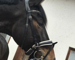 dressage horse Bosco W (Bavarian, 2011, from Bonifatius)
