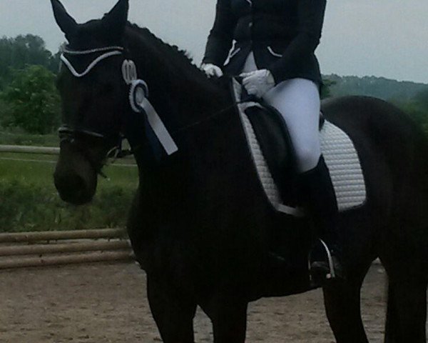 dressage horse Santos de Cartier (Bavarian, 2001, from Seigneur d'Alleray xx)