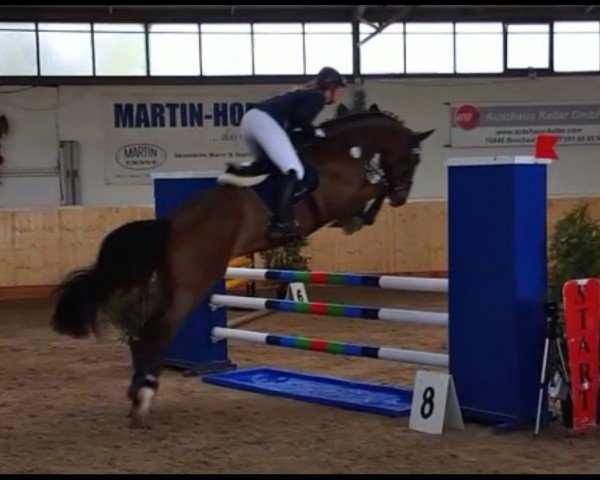 Springpferd Cody 114 (Deutsches Reitpferd, 2011, von Chap 47)