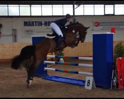 Springpferd Cody 114 (Deutsches Reitpferd, 2011, von Chap 47)